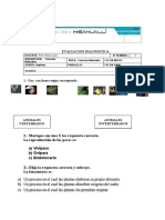 Evaluacíon Diagnóstica de CCNN Séptimo