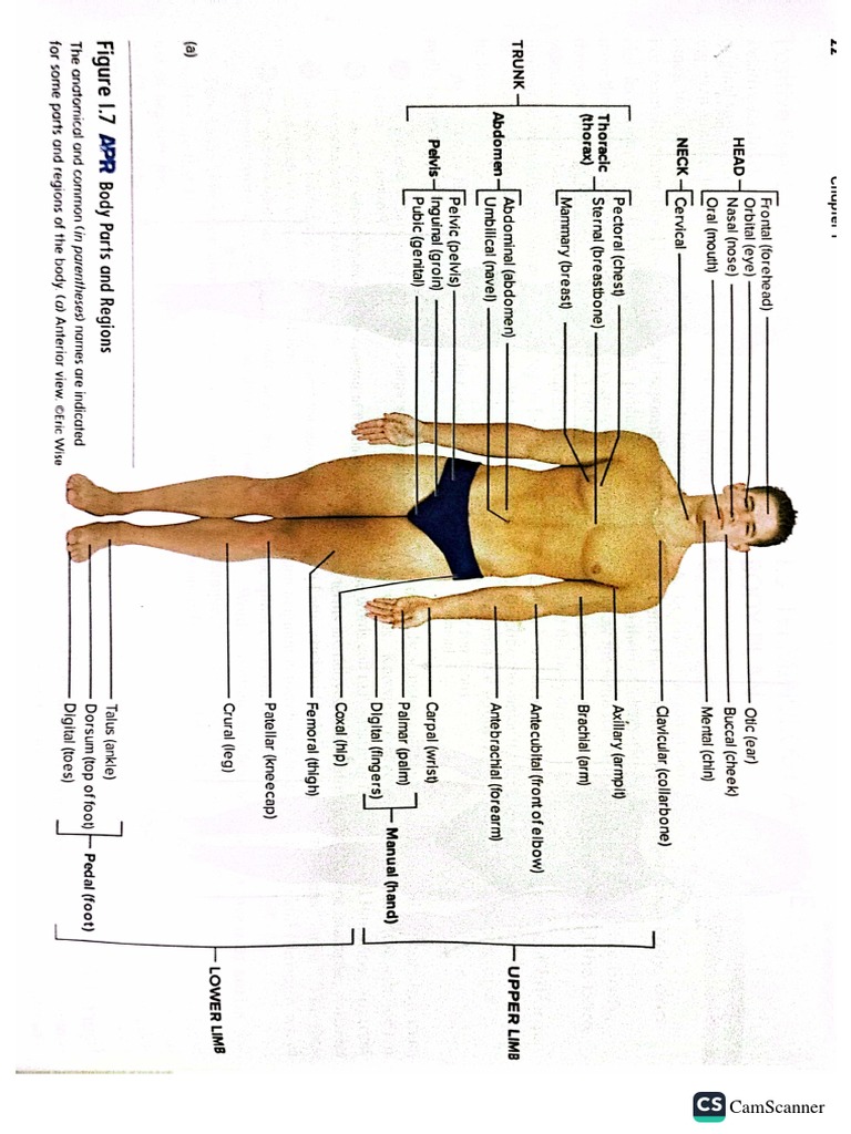 Anatomical Positions Biology Diagrams