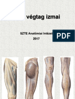 06 - Alsó Végtag Izmai - 2022