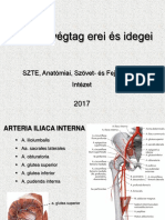 07 - Alsó Végtag Erei És Idegei 2022