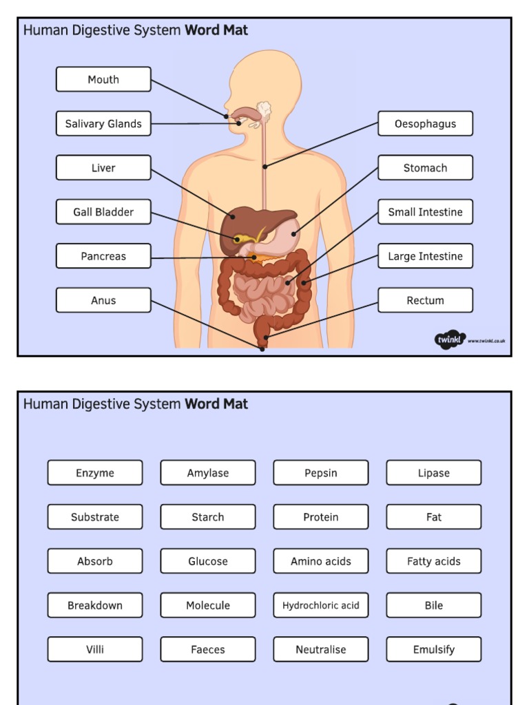 T3 SC 005 KS3 Science Digestive System Word Mat PDF
