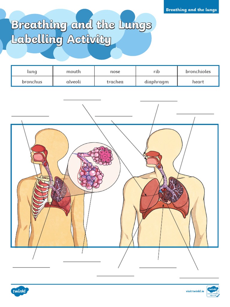 Lungs Labelling Activity Worksheet | PDF | Language Arts & Discipline ...