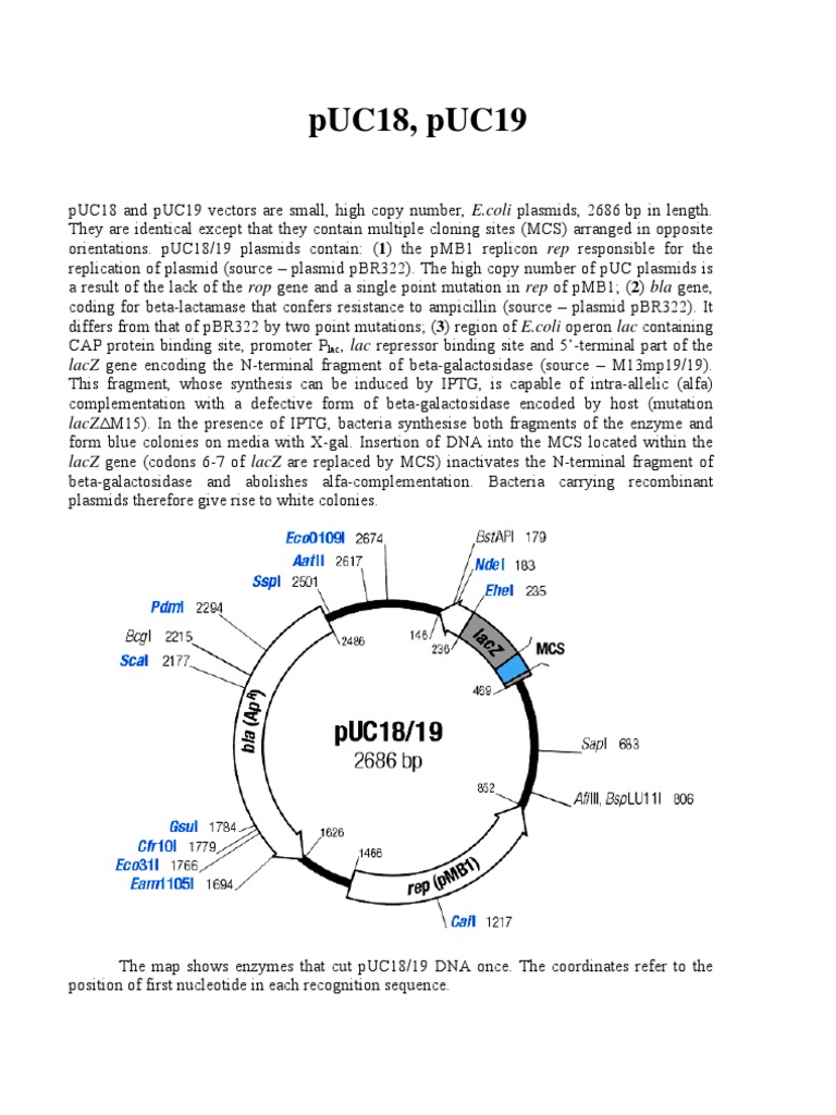 E. coli Plasmid Vectors Overview | PDF | Science & Mathematics