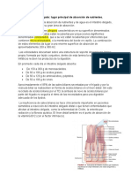 Intestino Delgado Absorcion