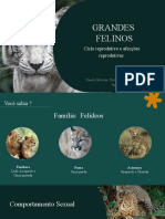 Grandes Felinos