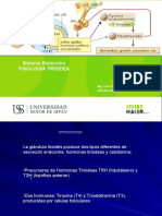 Glandula Tiroides Fisiologia II Final