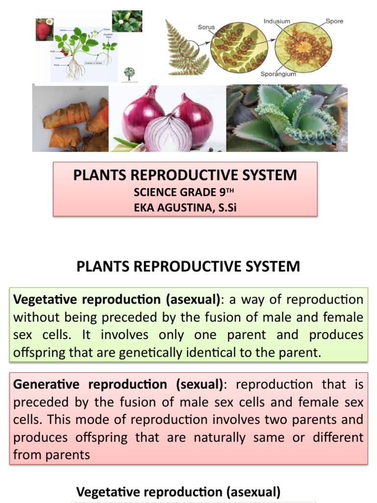Understanding Plant Reproductive Systems | PDF | Plant Reproduction ...