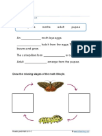 Grade 3 Animal Lifecycle A