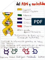 Estructura ADN