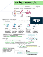 Estrutura Do Gene e Transcrição