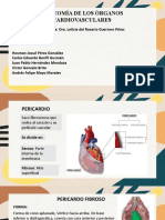 Organos Cardio Vasculares
