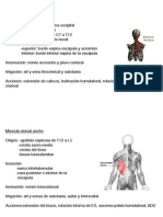 Esquema Músculos en Targetitas Listas para Imprimir!