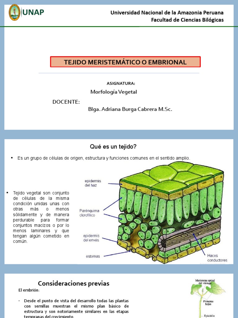 Tema 3 TEJIDOS MERISTEMÁTICOS | PDF | Tallo de la planta | Raíz
