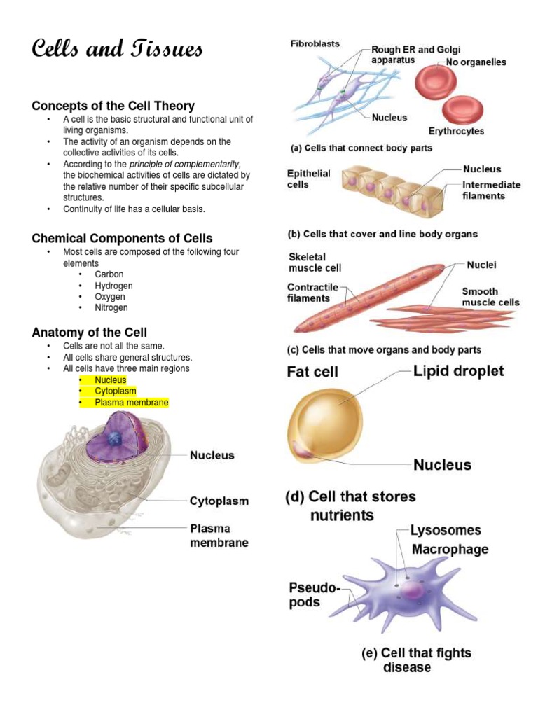 Cells and Tissues Biology Diagrams