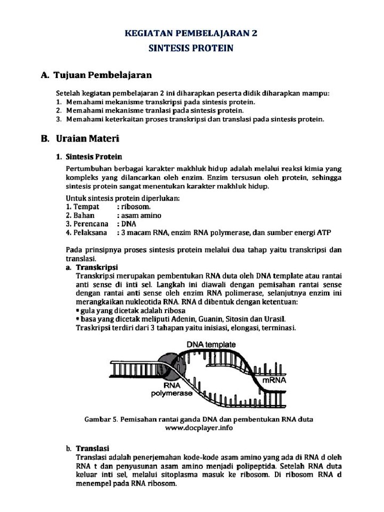 Materi Sintesis Protein & Pembelahan Sel | PDF