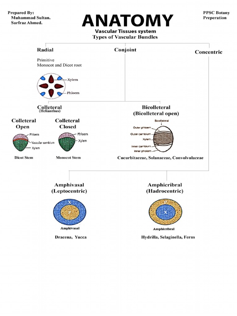 Anatomy (Types of Vascular Bundles) PPSC BOTANY | PDF