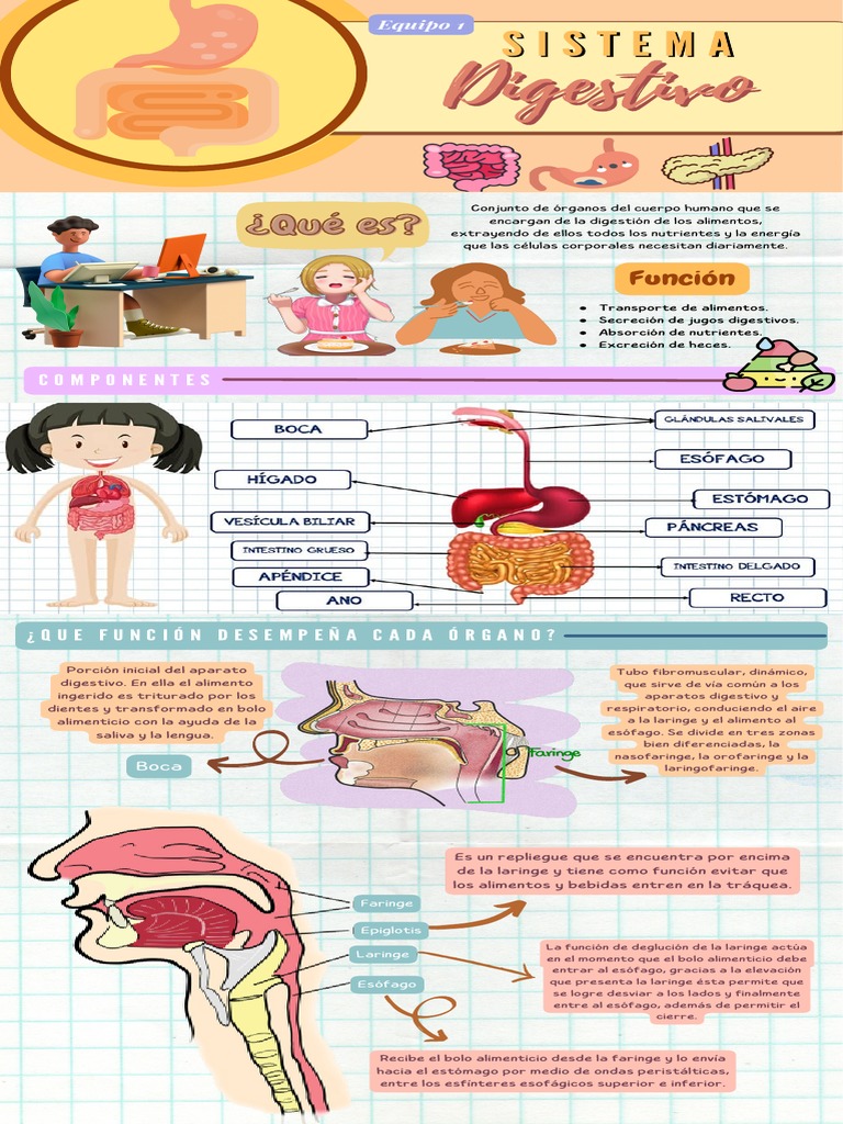 Anatomía Y Fisiología Del Sistema Digestivo Pdf Digestión Tracto