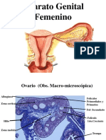 Sistema Reproductor Femenino