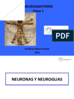 Clase 1 NEURONA Y NEUROGLIAS