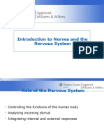 Chapter 19 Introduction To Nerves and The Nervous System