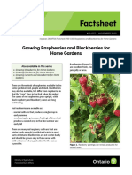Omafra Growing Raspberries For Home Gardens 22 037 en 2023 03 22