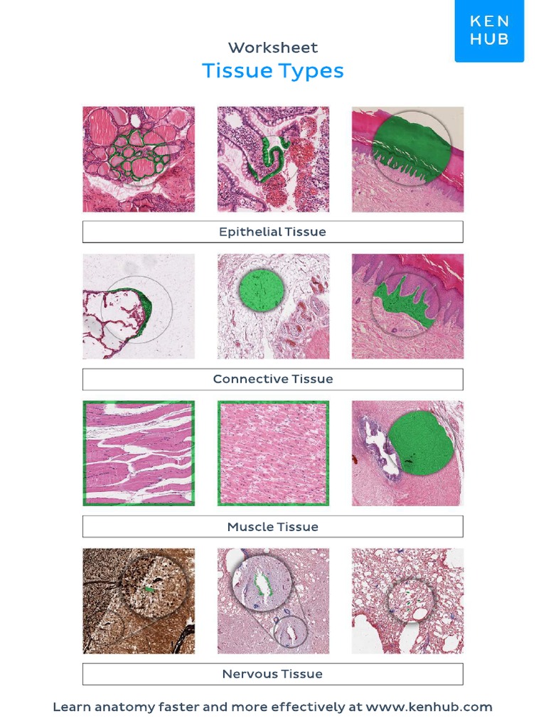 Worksheet Tissue Types Labeled | PDF