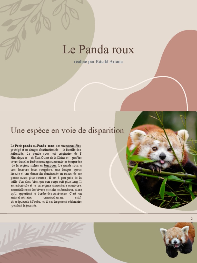 Panda roux : espèce en danger | PDF