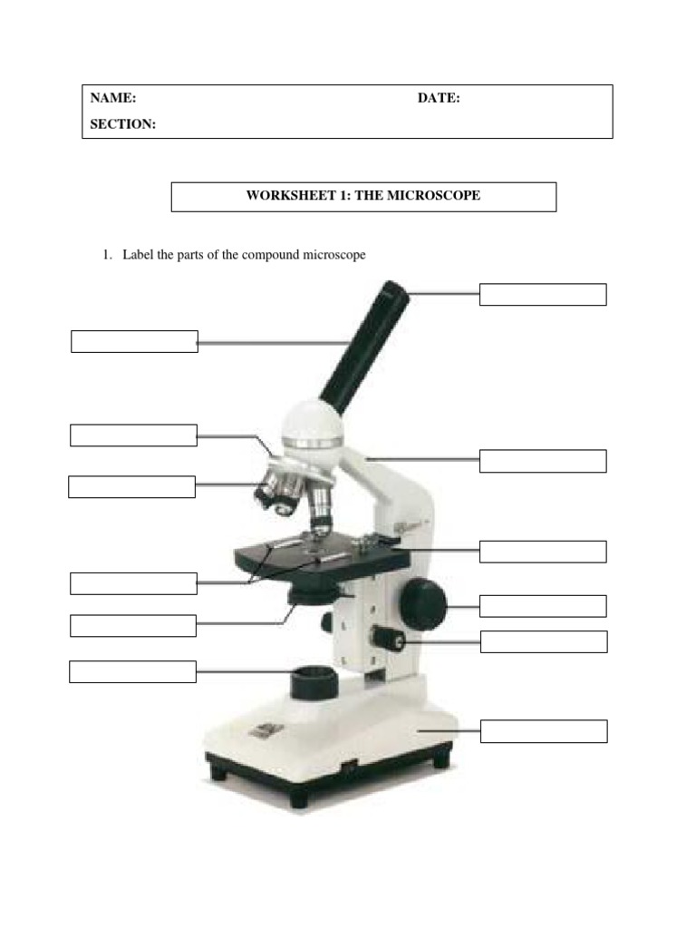 Compound Microscope Parts Worksheet | PDF | Computers | Technology ...