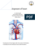 Development of Heart