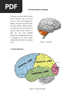 The Neuroanatomy of Languaje