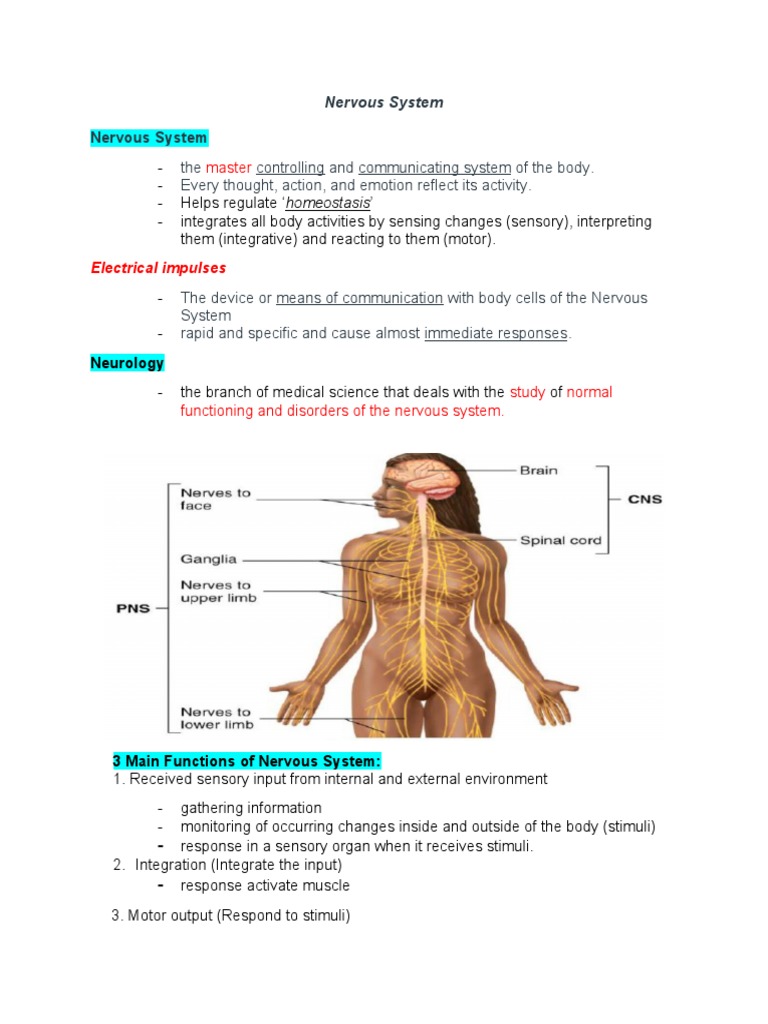 Week 7 Nervous System Pdf