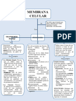 Mapa Conceptual de La Membrana Celular 4