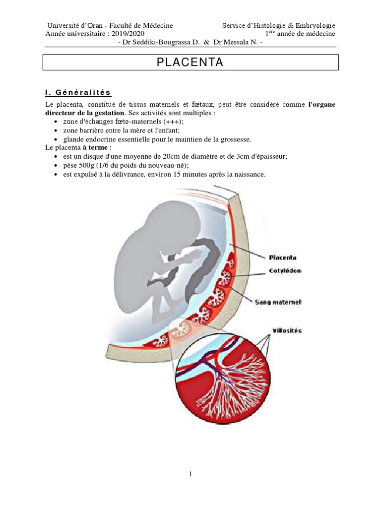 Anatomie et Développement du Placenta | PDF