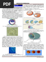 AULA 38 - GASTRULAÇÃO