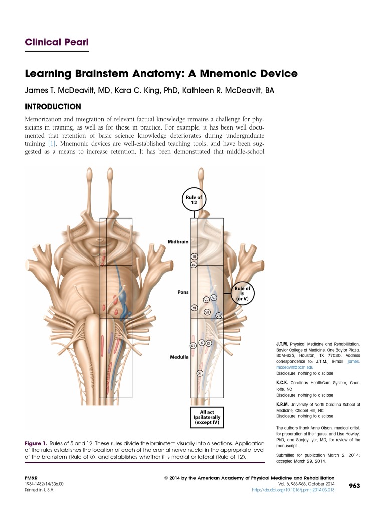 Mnemonics for Brainstem Anatomy | PDF