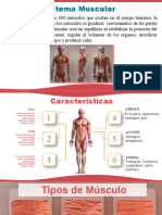 Sistema Muscular