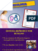 Organos Sexuales y Reproductivos Femeninos y Masculinos - Ginecologia - Fisioterapia y Rehabil