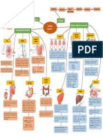 Mapa-conceptual-del-sistema-digestivo