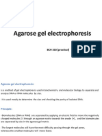 Agarose Gel Electrophoresis