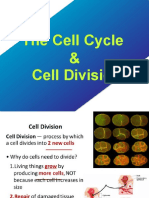 4thcellcycle MM1