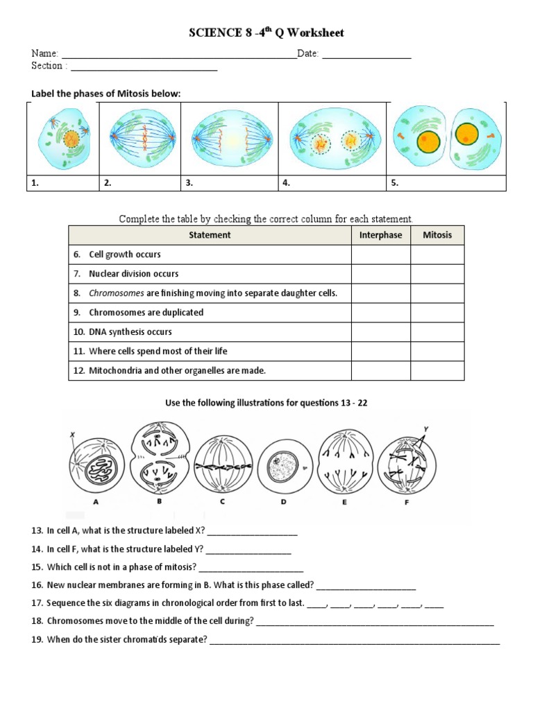 Cell Division | PDF | Teaching Methods & Materials | Science & Mathematics