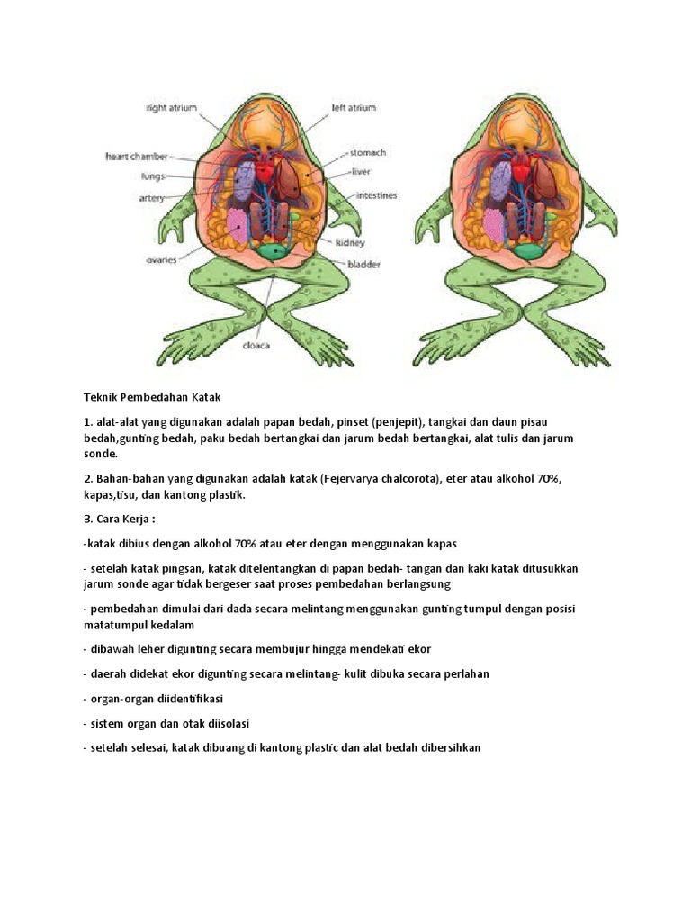 Teknik Pembedahan Katak Biologi | PDF