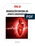 TEMA 28 Organizacion Funcional Cardiovascular