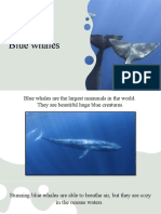 Blue Whales (Копия) (Копия)