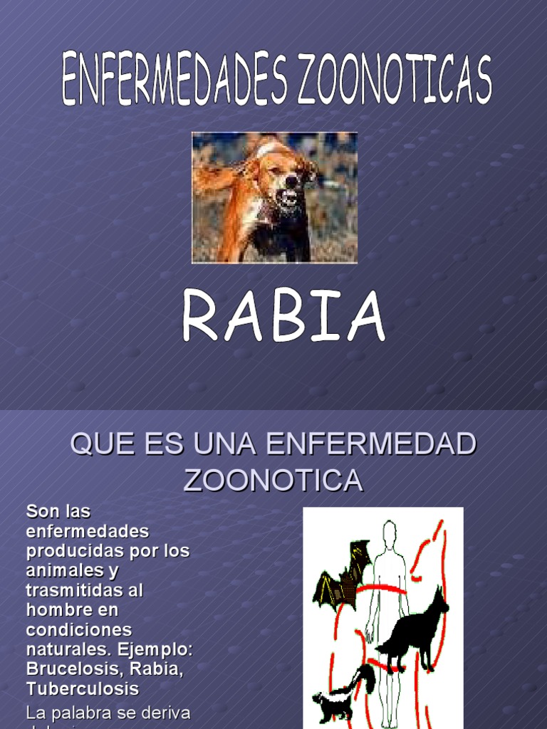 Rabia: Transmisión, Síntomas y Prevención | PDF | Rabia | Gatos