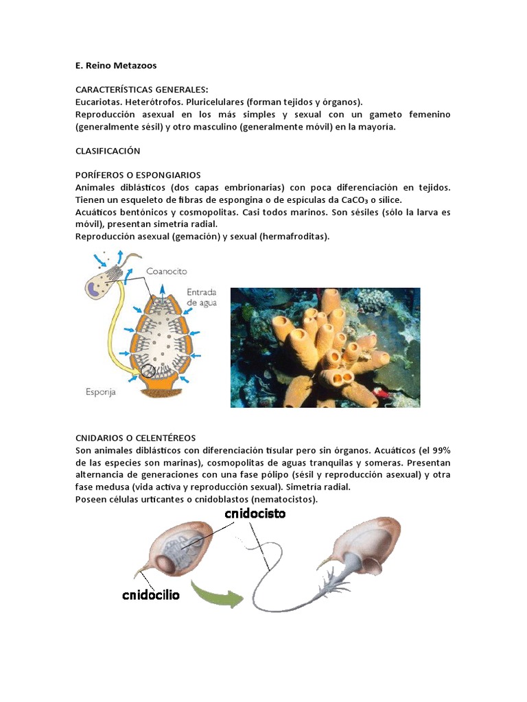 Clasificación de Metazoos y Ejemplos | PDF | Insectos | Bivalvia