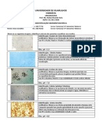 Trabalho de Uroanalise 23.09 PDF