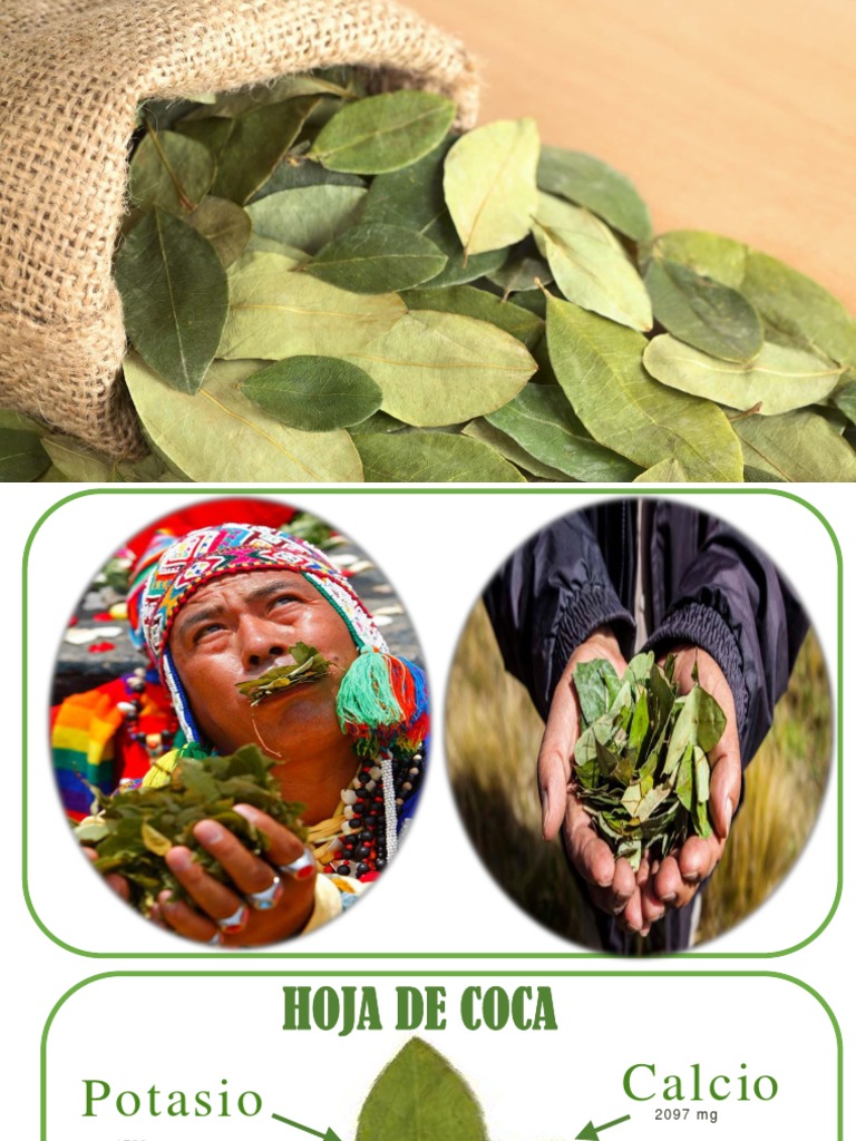 Hoja de Coca PDF
