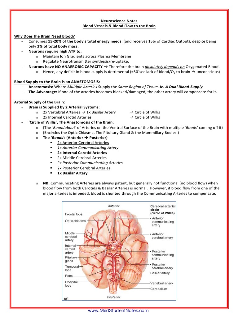 Blood Supply and Regulation in the Brain | PDF | Stroke | Cerebrospinal ...