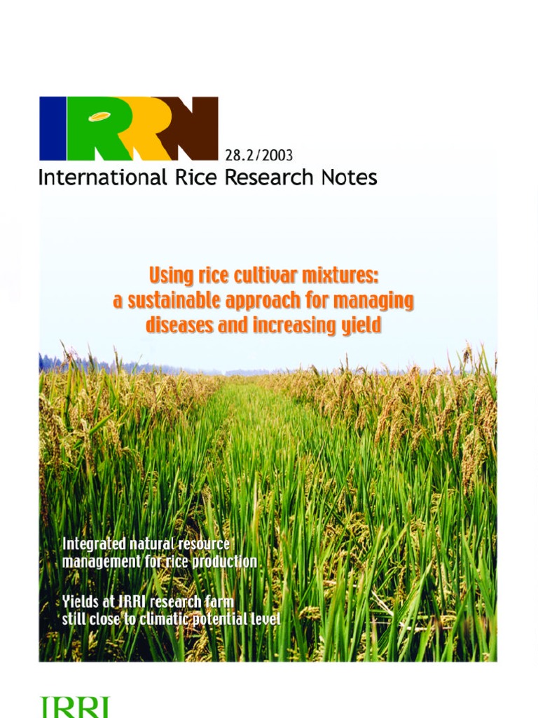 black rice research paper